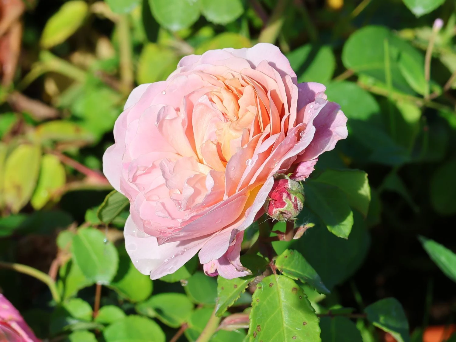 Englische Rose 'Eustacia Vye' 2 Englische Rose 'Eustacia Vye' – Bild 2