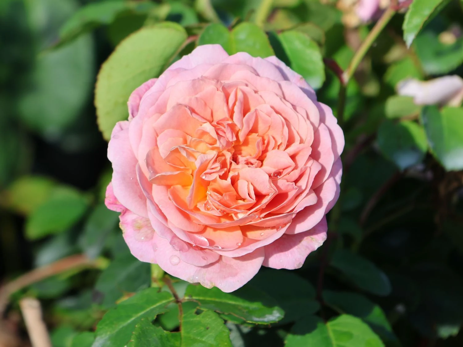 Englische Rose 'Eustacia Vye' 4 Englische Rose 'Eustacia Vye' – Bild 4