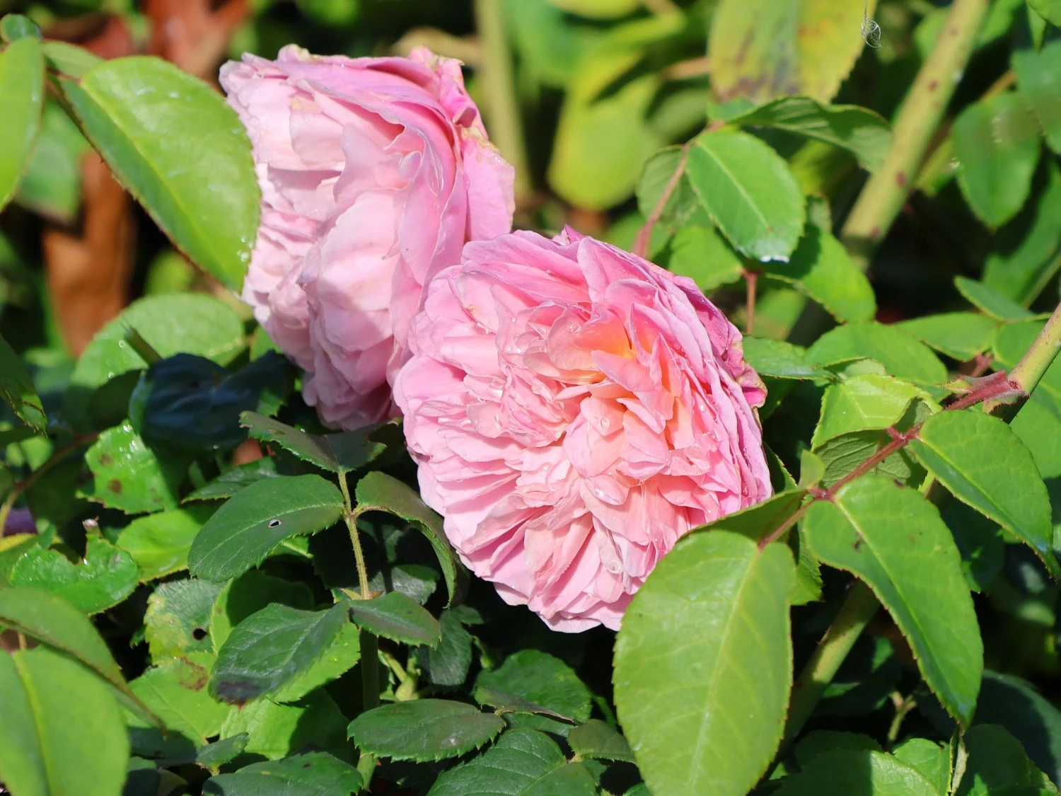 Englische Rose 'Eustacia Vye' 5 Englische Rose 'Eustacia Vye' – Bild 5