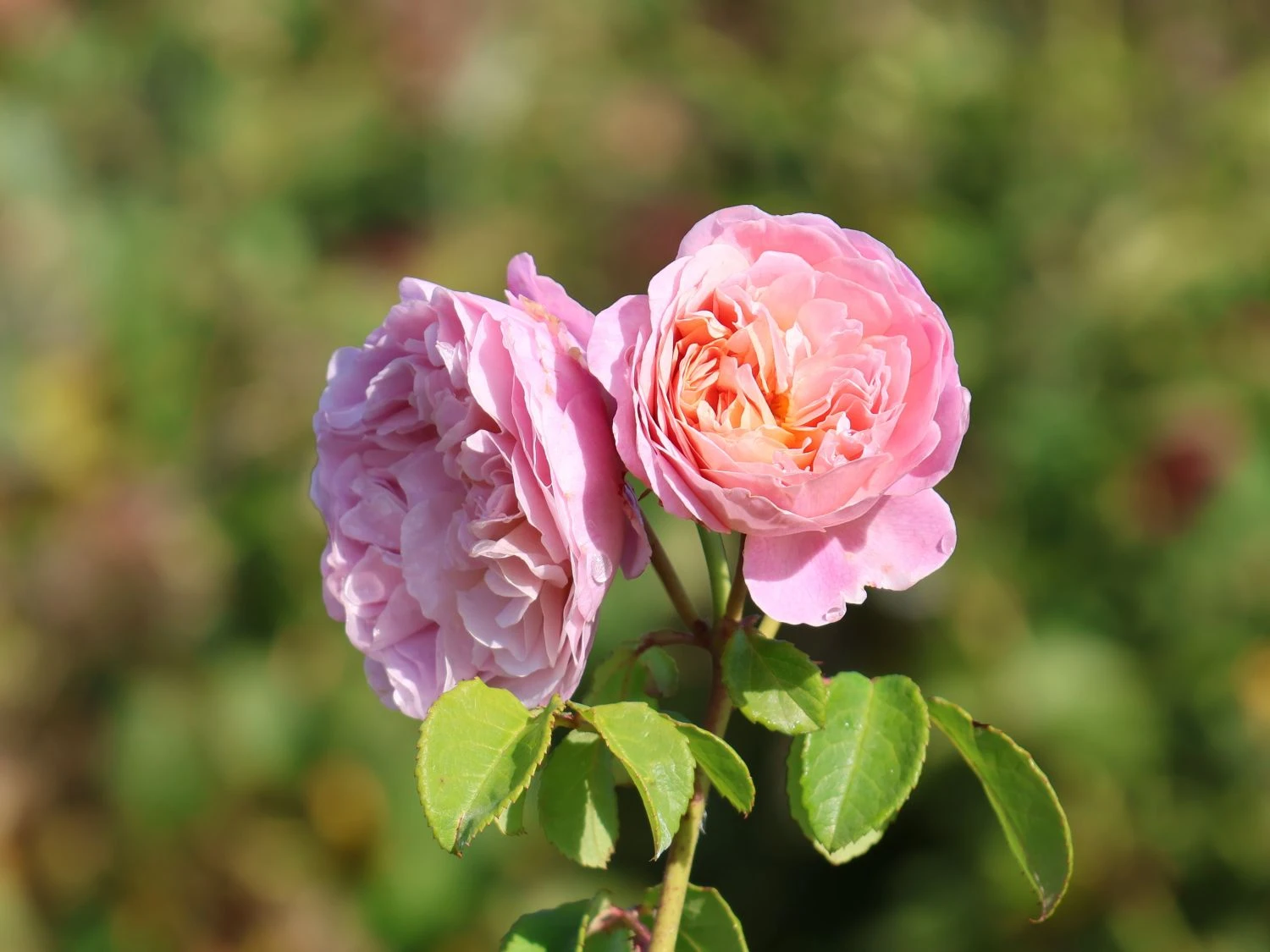 Englische Rose 'Eustacia Vye' 3 Englische Rose 'Eustacia Vye' – Bild 3