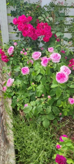 Englische Rose 'Gertrude Jekyll' ® 33 Englische Rose 'Gertrude Jekyll' ® -Deutschland Garten Funk Verkaufs-Shop englische rose gertrude jekyll m002988 1385065 0