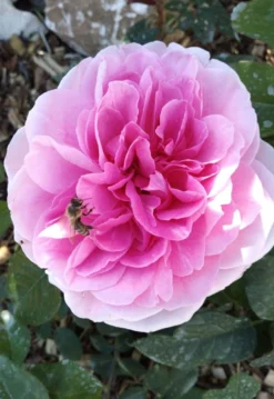 Englische Rose 'Gertrude Jekyll' ® 32 Englische Rose 'Gertrude Jekyll' ® -Deutschland Garten Funk Verkaufs-Shop englische rose gertrude jekyll m002988 1385065 1