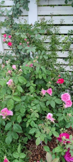 Englische Rose 'Gertrude Jekyll' ® 31 Englische Rose 'Gertrude Jekyll' ® -Deutschland Garten Funk Verkaufs-Shop englische rose gertrude jekyll m002988 1385065 2