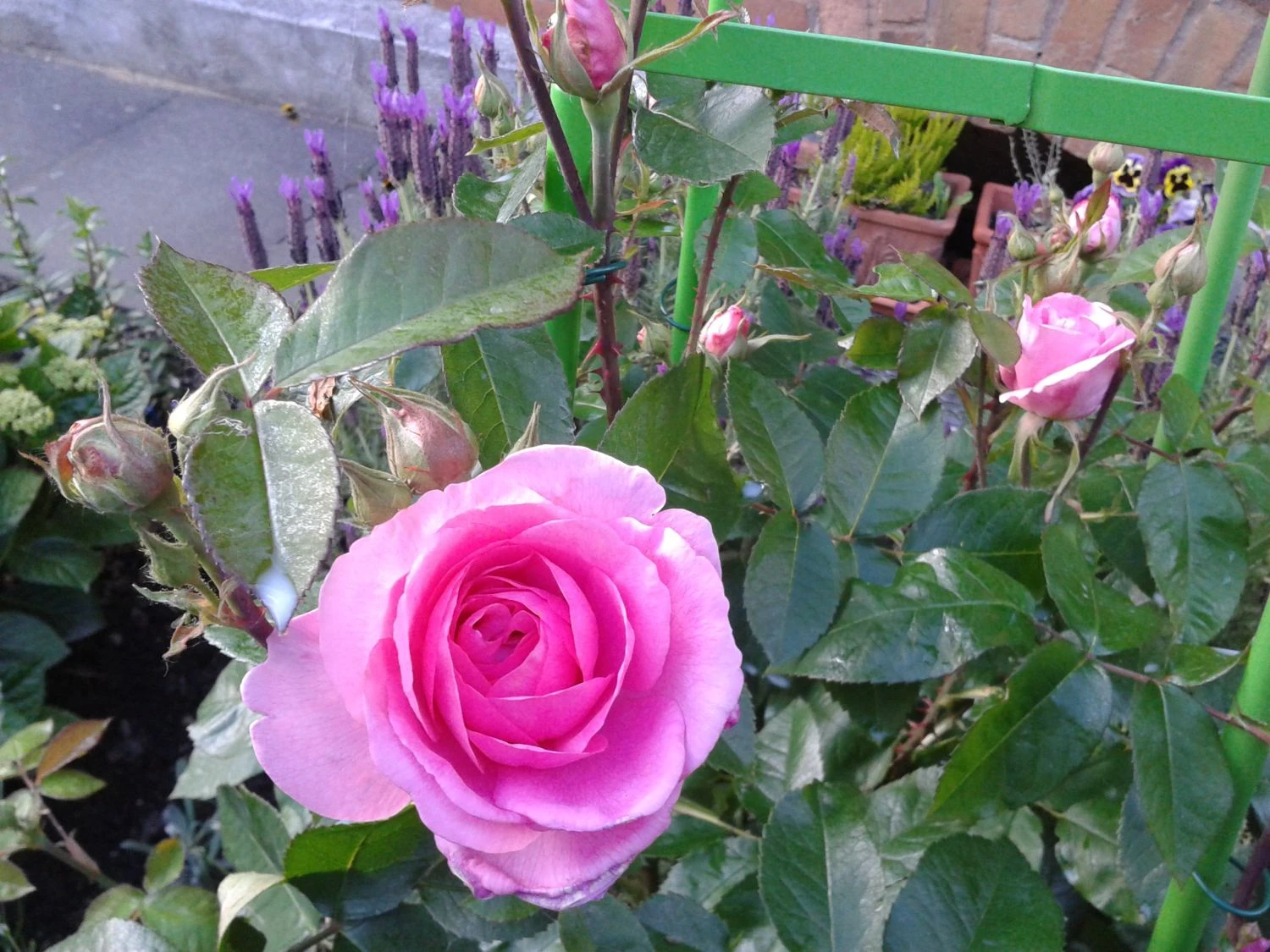 Englische Rose 'Gertrude Jekyll' ® 16 Englische Rose 'Gertrude Jekyll' ® – Bild 16