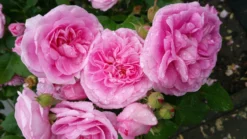 Englische Rose 'Gertrude Jekyll' ® 34 Englische Rose 'Gertrude Jekyll' ® -Deutschland Garten Funk Verkaufs-Shop englische rose gertrude jekyll m002988 963112 0