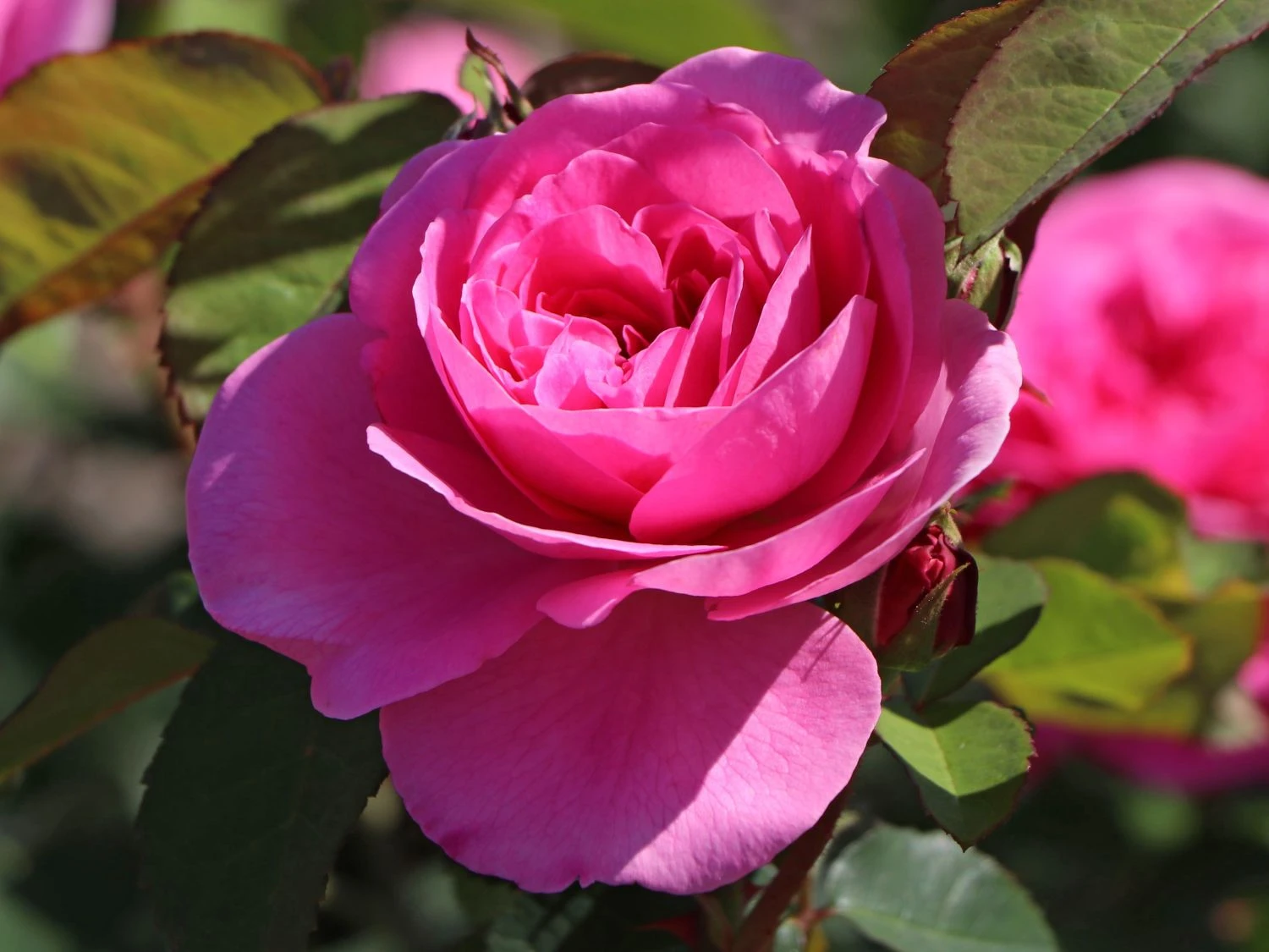 Englische Rose 'Gertrude Jekyll' ® 1 Englische Rose 'Gertrude Jekyll' ®