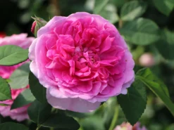 Englische Rose 'Gertrude Jekyll' ® 28 Englische Rose 'Gertrude Jekyll' ® -Deutschland Garten Funk Verkaufs-Shop englische rose gertrude jekyll m002988 w 0