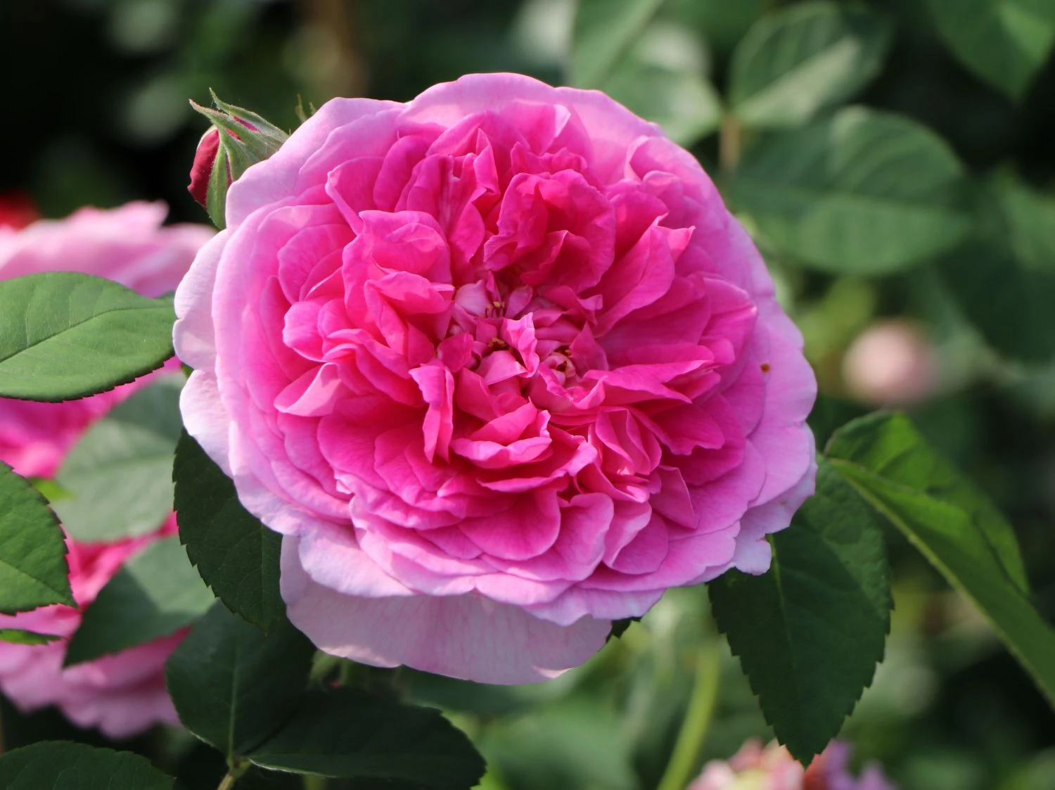 Englische Rose 'Gertrude Jekyll' ® 9 Englische Rose 'Gertrude Jekyll' ® – Bild 9