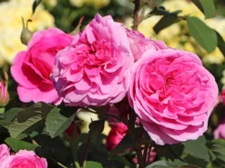 Englische Rose 'Gertrude Jekyll' ® 23 Englische Rose 'Gertrude Jekyll' ® -Deutschland Garten Funk Verkaufs-Shop englische rose gertrude jekyll m002988 w 1