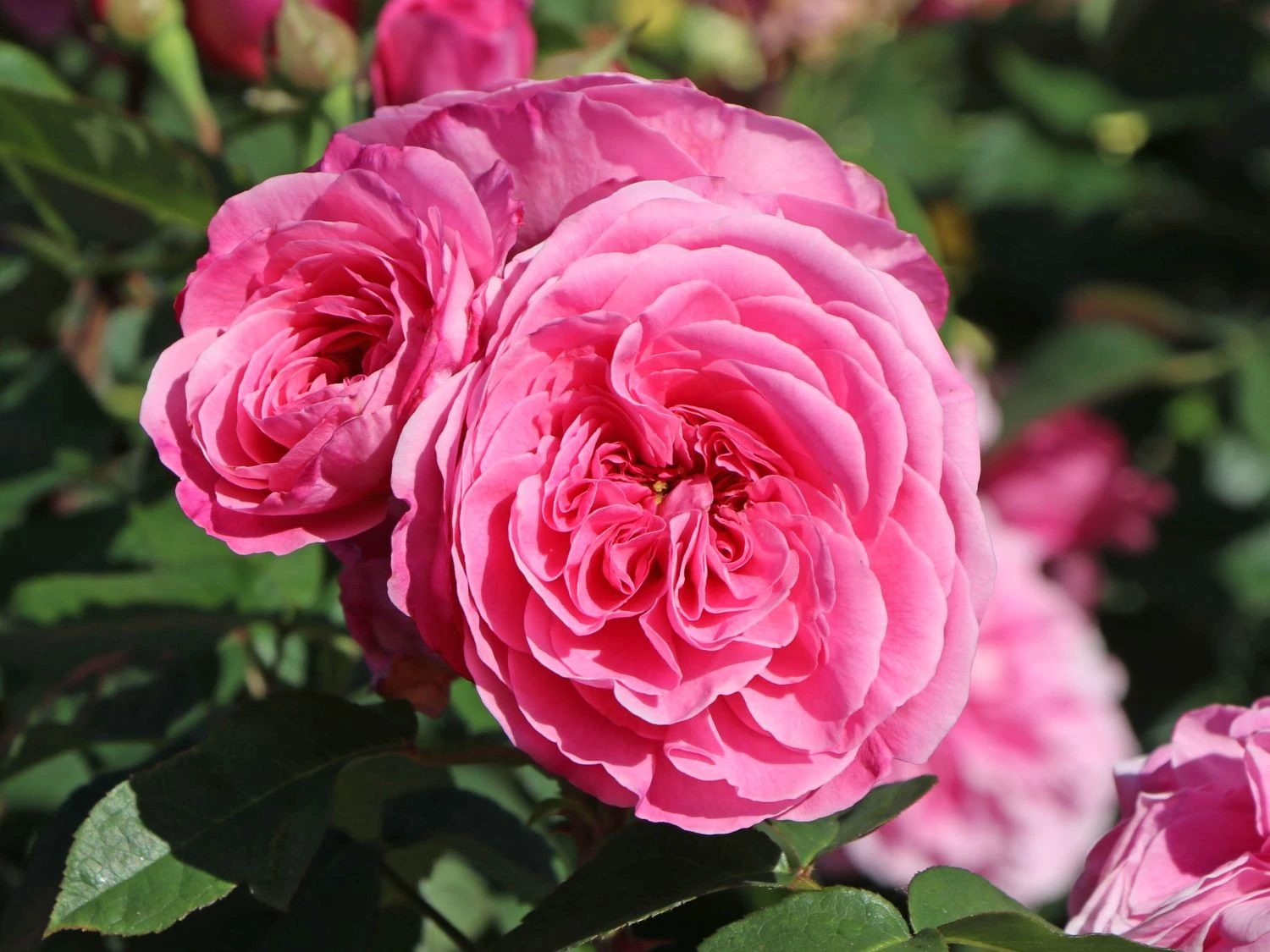 Englische Rose 'Gertrude Jekyll' ® 3 Englische Rose 'Gertrude Jekyll' ® – Bild 3