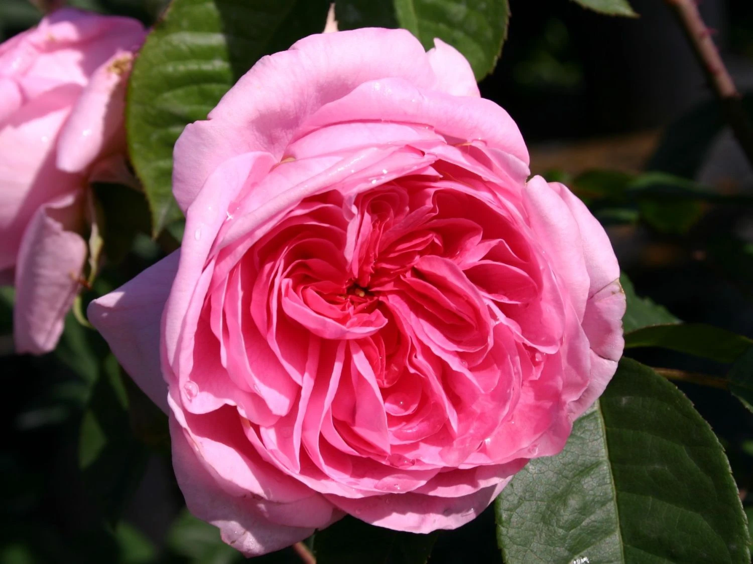 Englische Rose 'Gertrude Jekyll' ® 11 Englische Rose 'Gertrude Jekyll' ® – Bild 11