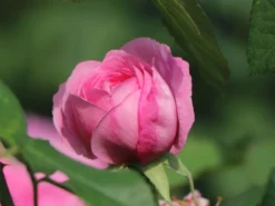 Englische Rose 'Gertrude Jekyll' ® 27 Englische Rose 'Gertrude Jekyll' ® -Deutschland Garten Funk Verkaufs-Shop englische rose gertrude jekyll m002988 w 4