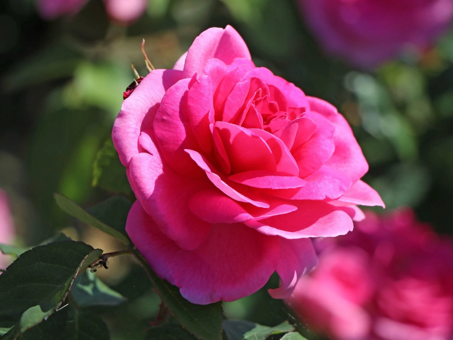 Englische Rose 'Gertrude Jekyll' ® 5 Englische Rose 'Gertrude Jekyll' ® – Bild 5