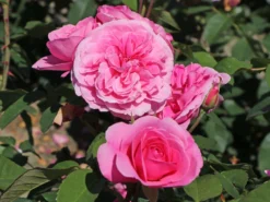 Englische Rose 'Gertrude Jekyll' ® 26 Englische Rose 'Gertrude Jekyll' ® -Deutschland Garten Funk Verkaufs-Shop englische rose gertrude jekyll m002988 w 6