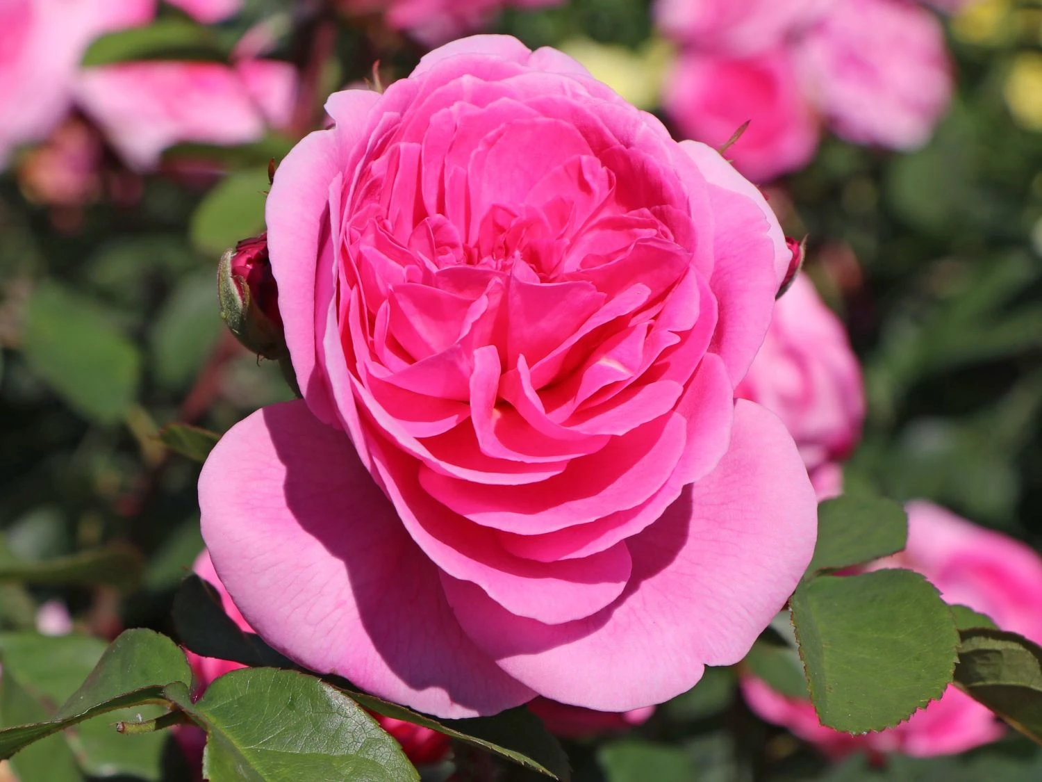 Englische Rose 'Gertrude Jekyll' ® 6 Englische Rose 'Gertrude Jekyll' ® – Bild 6