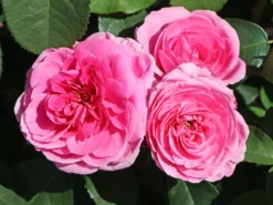 Englische Rose 'Gertrude Jekyll' ® 29 Englische Rose 'Gertrude Jekyll' ® -Deutschland Garten Funk Verkaufs-Shop englische rose gertrude jekyll m002988 w 8