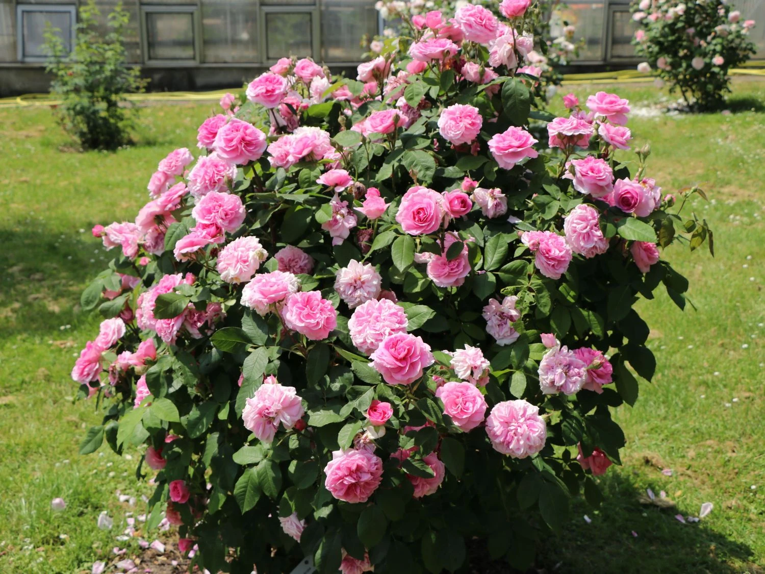 Englische Rose 'Gertrude Jekyll' ® 2 Englische Rose 'Gertrude Jekyll' ® – Bild 2