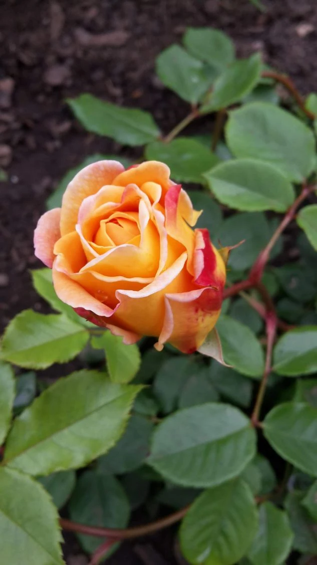 Englische Rose 'Golden Celebration' 16 Englische Rose 'Golden Celebration' – Bild 16