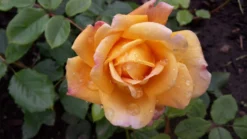 Englische Rose 'Golden Celebration' 34 Englische Rose 'Golden Celebration' -Deutschland Garten Funk Verkaufs-Shop englische rose golden celebration m009410 1010423 1