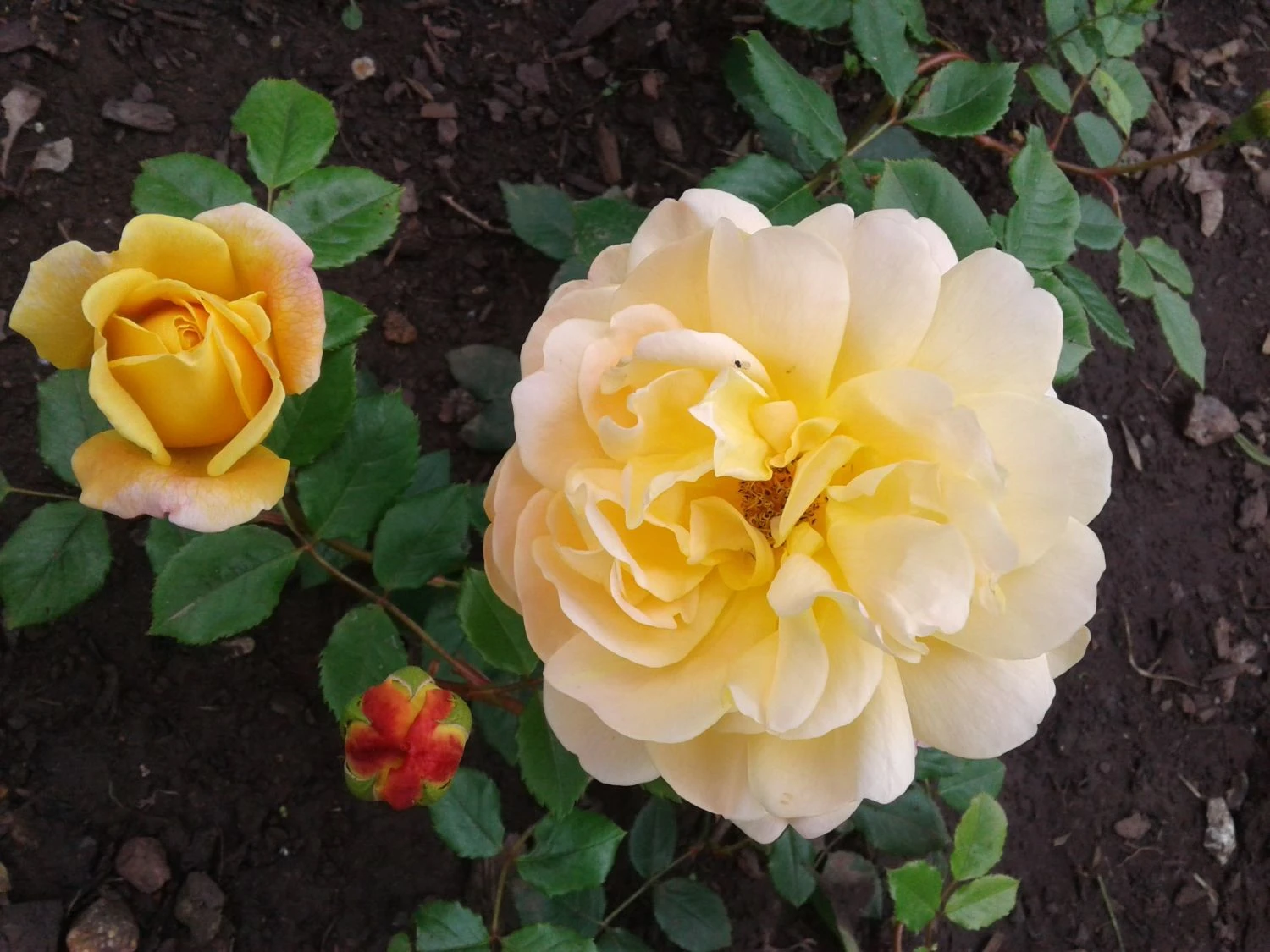 Englische Rose 'Golden Celebration' 13 Englische Rose 'Golden Celebration' – Bild 13