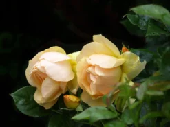 Englische Rose 'Golden Celebration' 31 Englische Rose 'Golden Celebration' -Deutschland Garten Funk Verkaufs-Shop englische rose golden celebration m009410 1341765 0