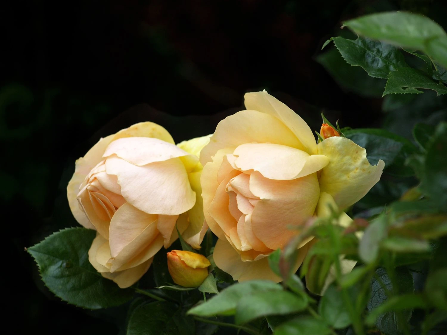 Englische Rose 'Golden Celebration' 12 Englische Rose 'Golden Celebration' – Bild 12