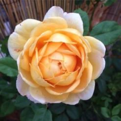 Englische Rose 'Golden Celebration' 36 Englische Rose 'Golden Celebration' -Deutschland Garten Funk Verkaufs-Shop englische rose golden celebration m009410 827001 0