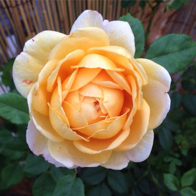 Englische Rose 'Golden Celebration' 17 Englische Rose 'Golden Celebration' – Bild 17