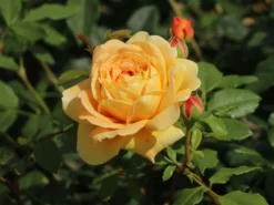 Englische Rose 'Golden Celebration'