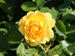 Englische Rose 'Golden Celebration' 27 Englische Rose 'Golden Celebration' -Deutschland Garten Funk Verkaufs-Shop englische rose golden celebration m009410 w 0