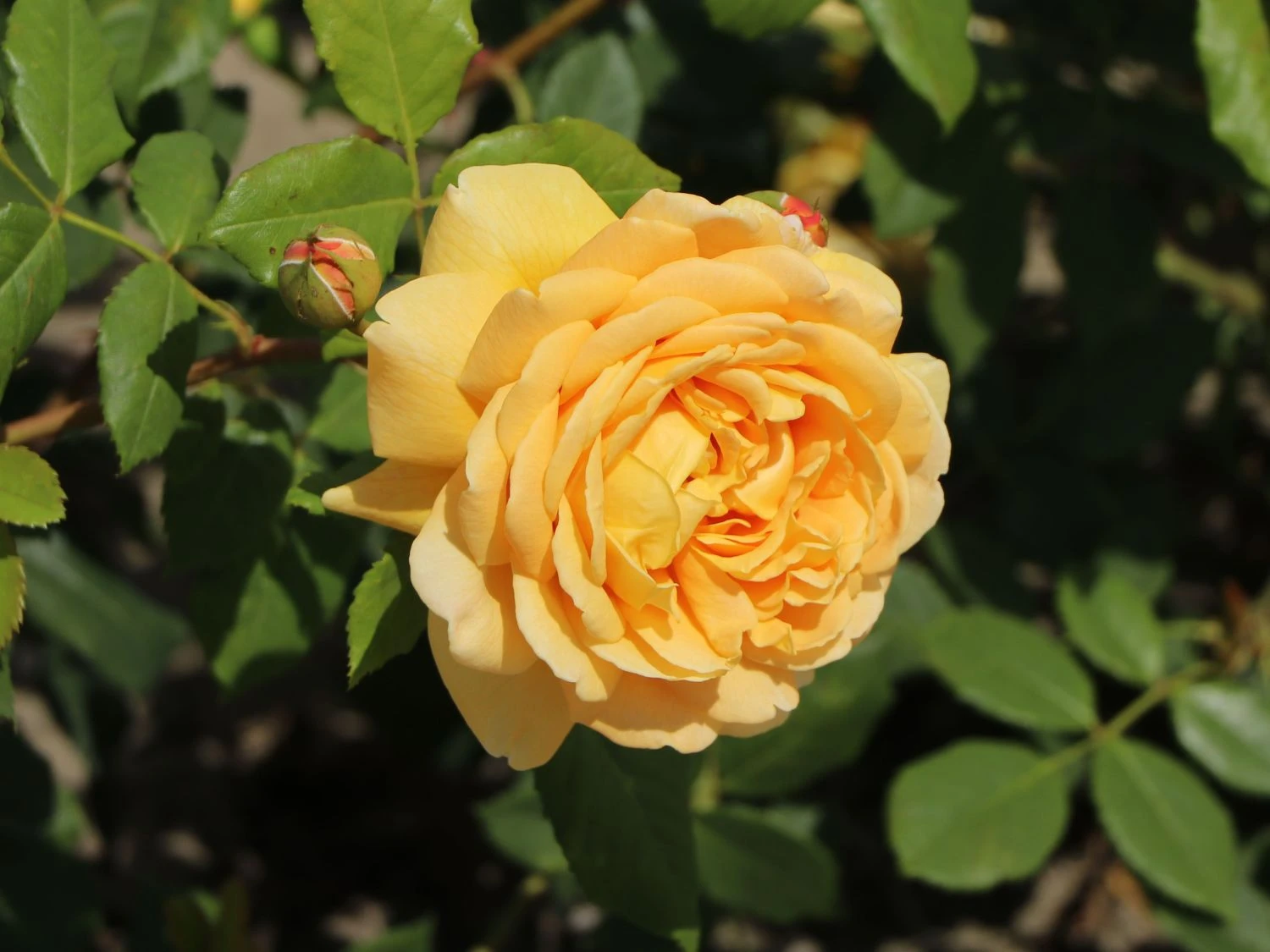 Englische Rose 'Golden Celebration' 6 Englische Rose 'Golden Celebration' – Bild 6