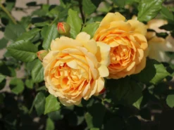 Englische Rose 'Golden Celebration' 22 Englische Rose 'Golden Celebration' -Deutschland Garten Funk Verkaufs-Shop englische rose golden celebration m009410 w 2