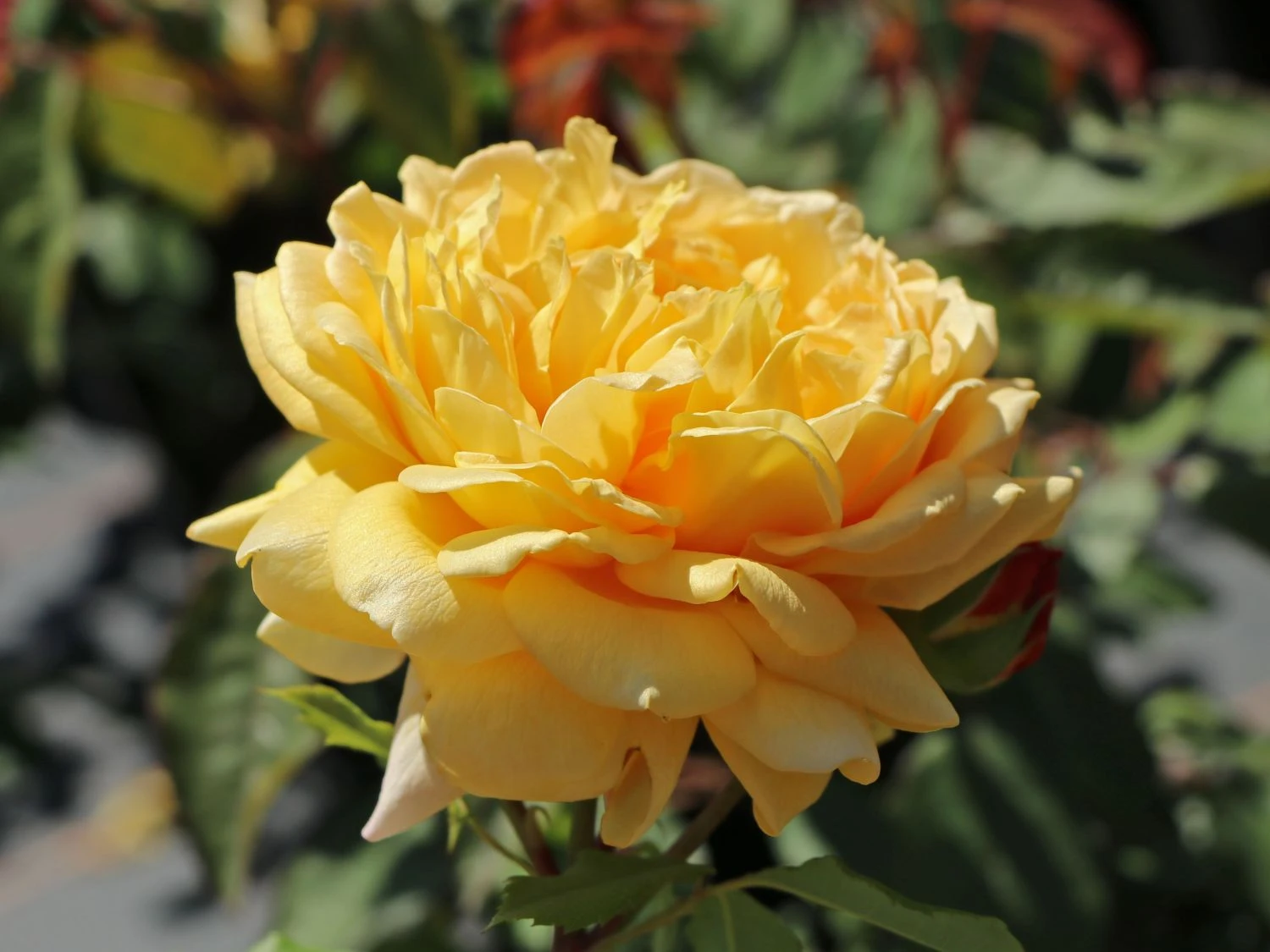 Englische Rose 'Golden Celebration' 9 Englische Rose 'Golden Celebration' – Bild 9