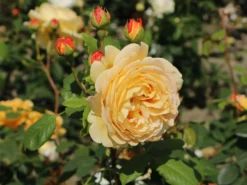 Englische Rose 'Golden Celebration' 23 Englische Rose 'Golden Celebration' -Deutschland Garten Funk Verkaufs-Shop englische rose golden celebration m009410 w 4