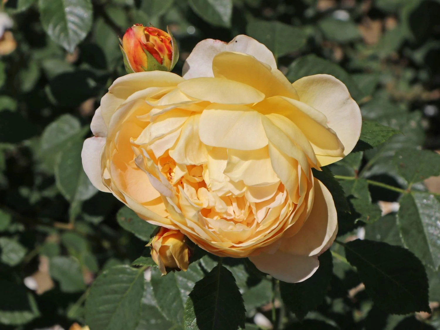 Englische Rose 'Golden Celebration' 11 Englische Rose 'Golden Celebration' – Bild 11