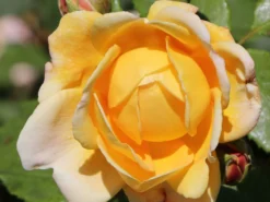 Englische Rose 'Golden Celebration' 26 Englische Rose 'Golden Celebration' -Deutschland Garten Funk Verkaufs-Shop englische rose golden celebration m009410 w 7