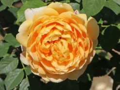 Englische Rose 'Golden Celebration' 29 Englische Rose 'Golden Celebration' -Deutschland Garten Funk Verkaufs-Shop englische rose golden celebration m009410 w 8
