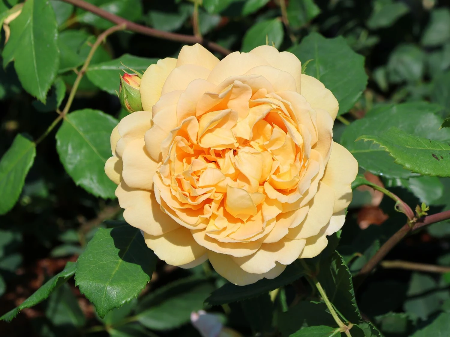 Englische Rose 'Golden Celebration' 2 Englische Rose 'Golden Celebration' – Bild 2