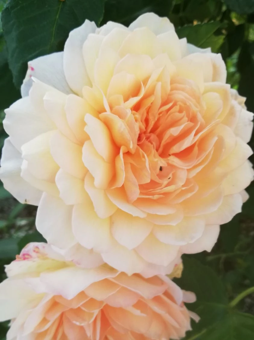 Englische Rose 'Grace' ® 9 Englische Rose 'Grace' ® – Bild 9