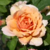 Englische Rose 'Grace' ®