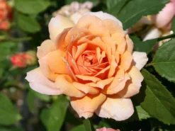 Englische Rose 'Grace' ®