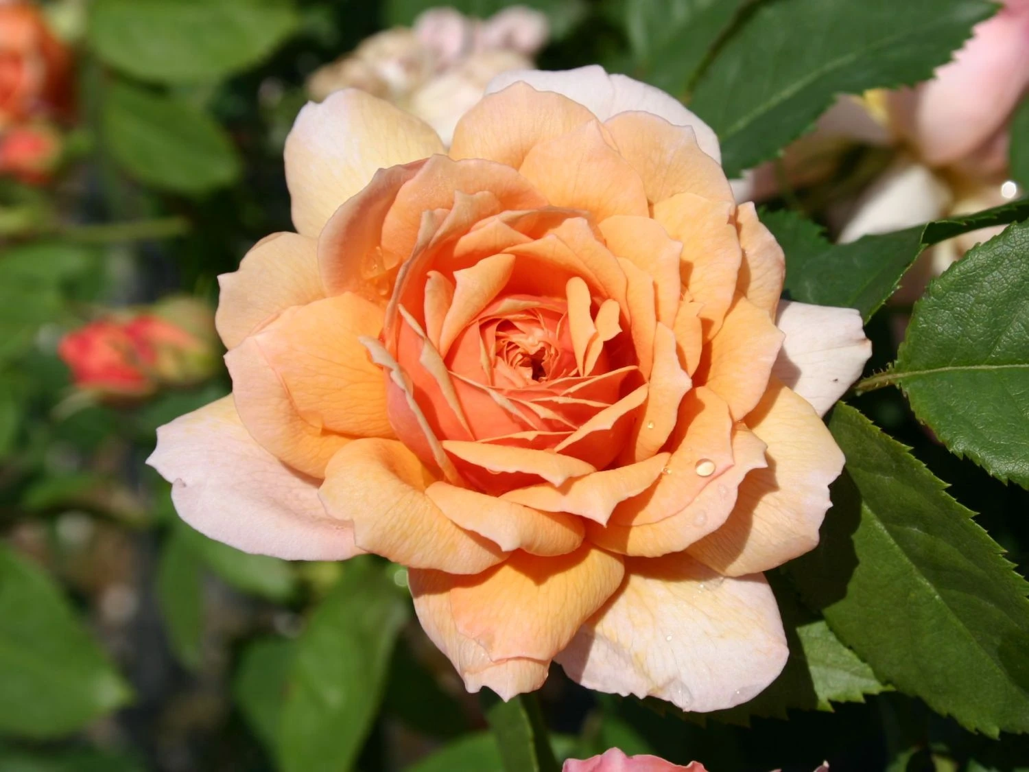 Englische Rose 'Grace' ® 1 Englische Rose 'Grace' ®