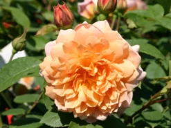 Englische Rose 'Grace' ® 14 Englische Rose 'Grace' ® -Deutschland Garten Funk Verkaufs-Shop englische rose grace m002820 w 0