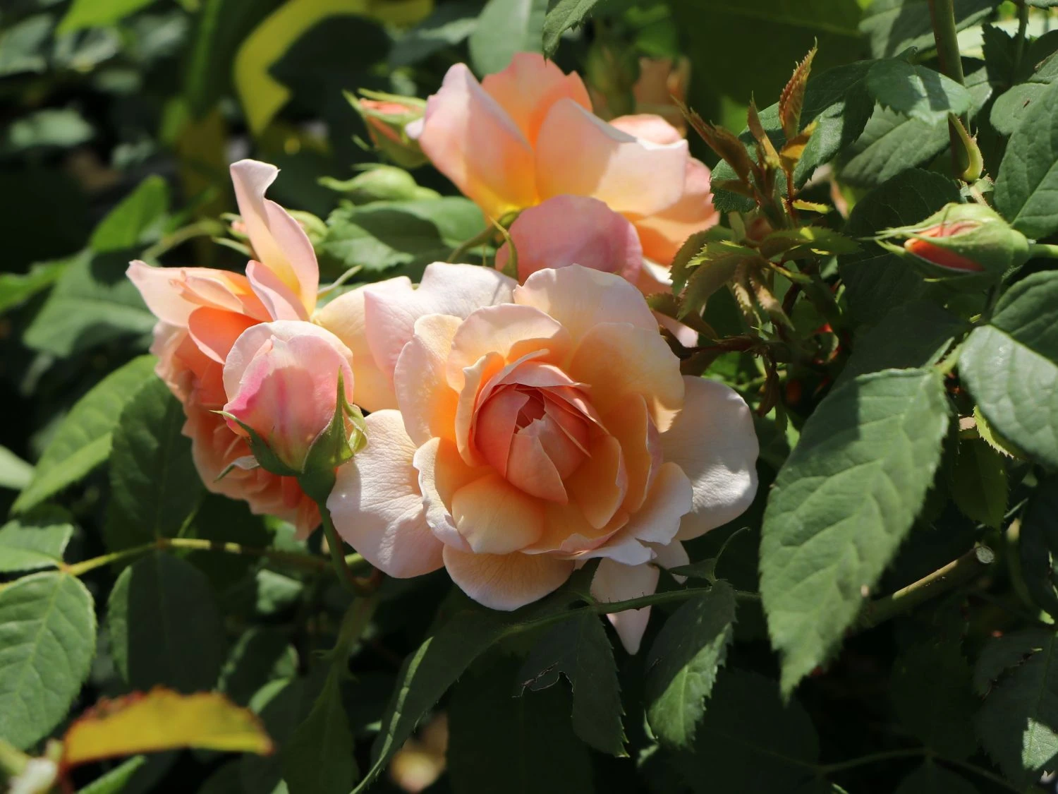 Englische Rose 'Grace' ® 7 Englische Rose 'Grace' ® – Bild 7