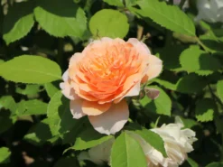 Englische Rose 'Grace' ® 11 Englische Rose 'Grace' ® -Deutschland Garten Funk Verkaufs-Shop englische rose grace m002820 w 4
