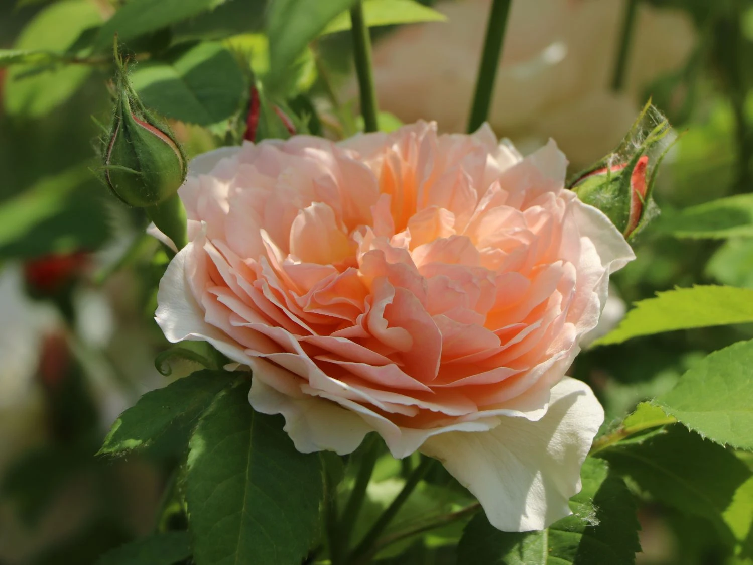 Englische Rose 'Grace' ® 5 Englische Rose 'Grace' ® – Bild 5