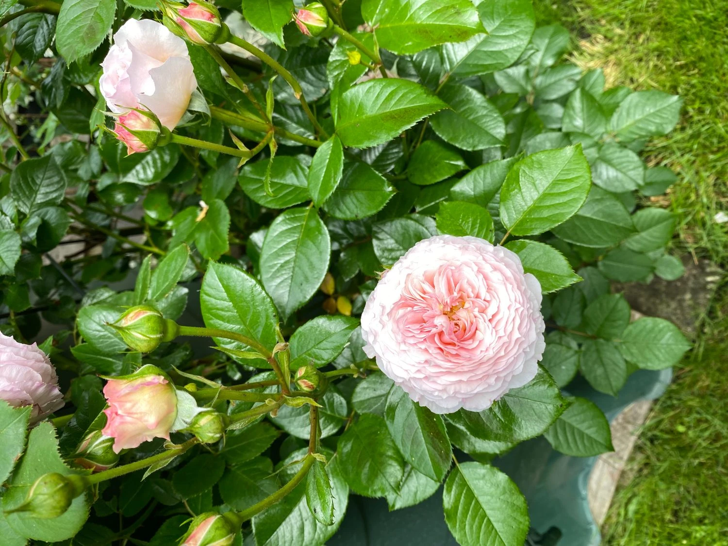 Englische Rose 'James Galway' 11 Englische Rose 'James Galway' – Bild 11