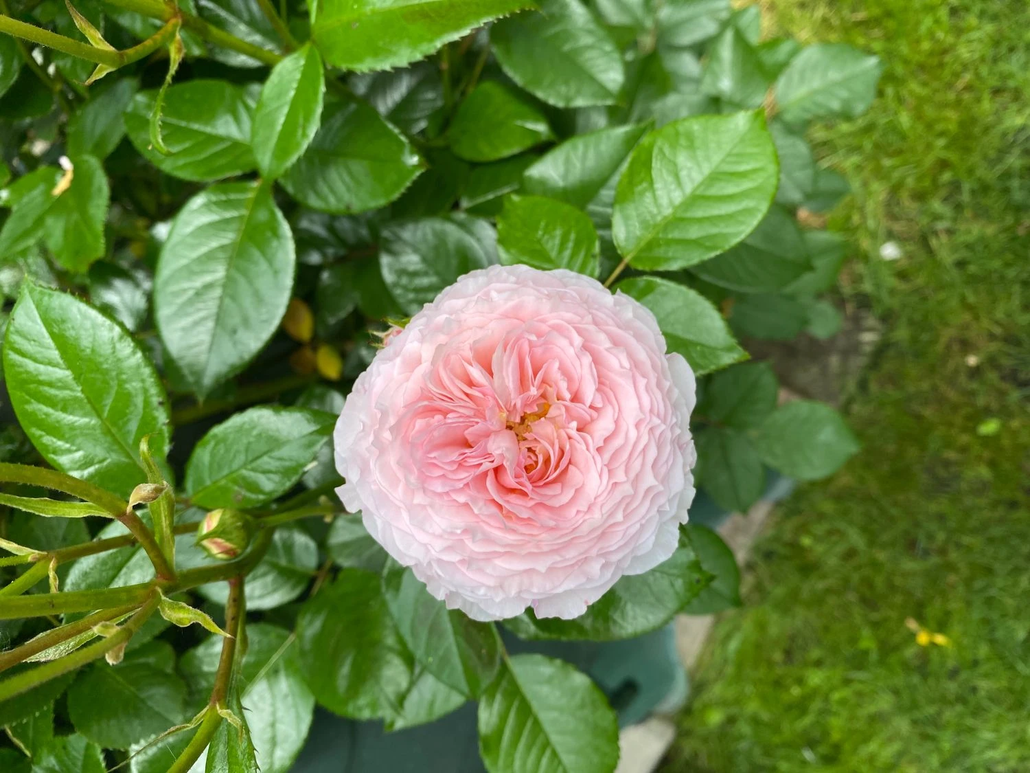 Englische Rose 'James Galway' 10 Englische Rose 'James Galway' – Bild 10