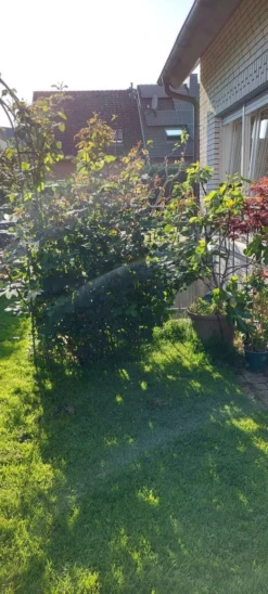 Englische Rose 'James Galway' 19 Englische Rose 'James Galway' -Deutschland Garten Funk Verkaufs-Shop englische rose james galway m009412 915234 0