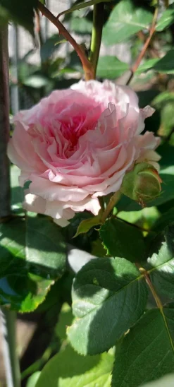 Englische Rose 'James Galway' 18 Englische Rose 'James Galway' -Deutschland Garten Funk Verkaufs-Shop englische rose james galway m009412 915234 1